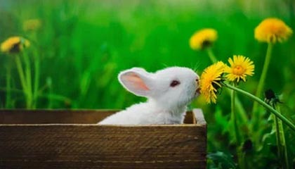 华体会官网：让体育精彩从指尖绽放